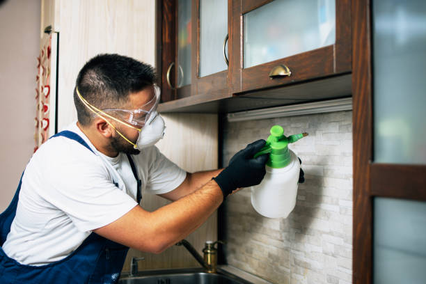 Best Flea Control Services  in Solvay, NY