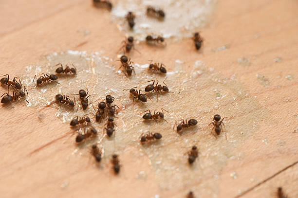 Best Local Pest Control Services  in Solvay, NY